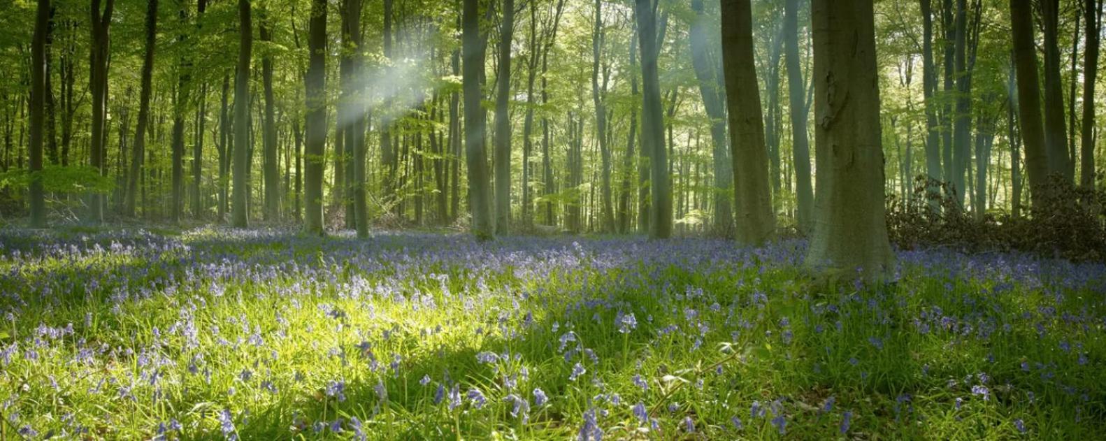 Blackwood Forest Cabins - Forest Holidays Popham Luaran gambar